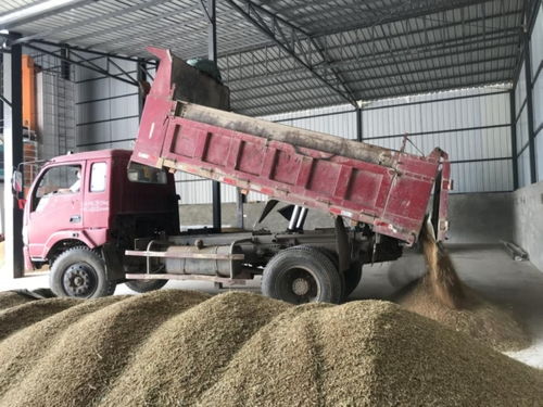 綿陽梓潼 精心組織夏糧收購入庫，全力筑牢國家糧食安全基石
