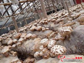散裝干貨批發(fā) 泌陽香菇，優(yōu)質(zhì)食用菌低價(jià)直達(dá)