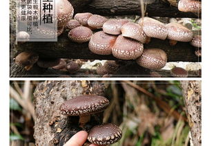富農(nóng)園特級冬菇 福建山珍，品味自然的饋贈